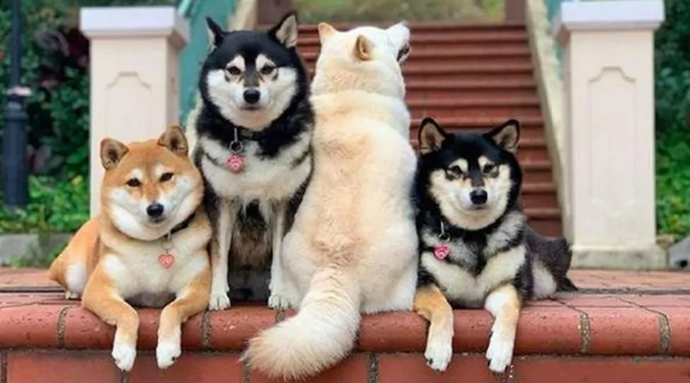 4只狗狗一起拍全家福，白色柴犬总是不在状态，这是戏精上身吗？