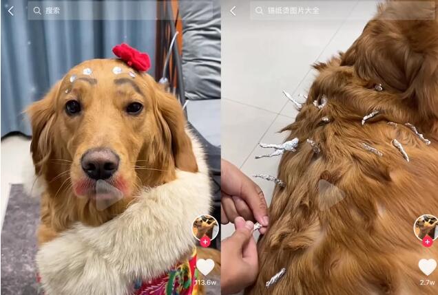 宠物盲盒被骂了,宠物们还被逼着“作戏”! 宠物盲盒被骂了,宠物们还被逼着“作戏”!