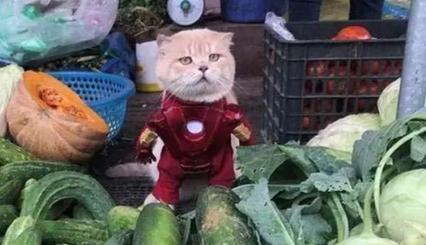 猫咪被主人带去菜市场卖菜，这扮相我给满分！猫咪：朕的江山！