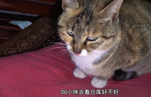 喝酒、美甲、过度摄入猫薄荷,“宠物网红”正在遭受伤害 喝酒、美甲、过度摄入猫薄荷,“宠物网红”正在遭受伤害