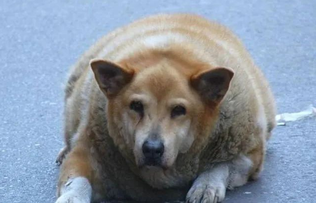 父母亲双双去世后,狗狗经受不住打击,一度抑郁胖至106斤… 父母亲双双去世后,狗狗经受不住打击,一度抑郁胖至106斤…