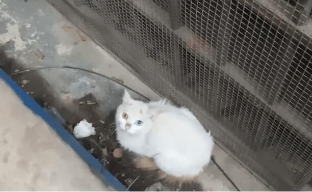 营救被卡缝里的小猫，灵性猫妈时刻关注着，猫咪：请救救我的孩子