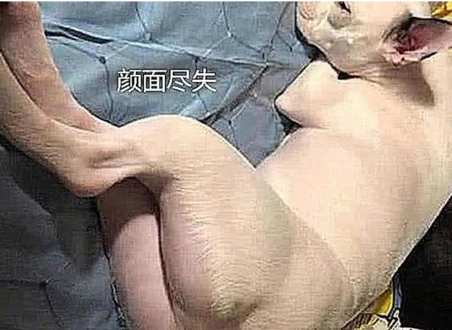 主人不听劝，强行给狗狗剃毛，看到最终效果，面子上挂不住了
