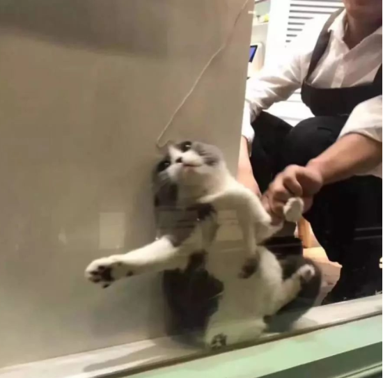 为躲避检查，猫咪钻进墙缝，店员捞了半天都是徒劳：算你狠
