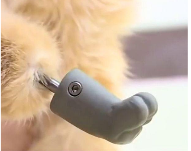 经过这项技术，四肢残疾的猫咪终于可以行动自如了。