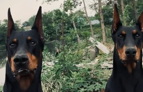 徐囧囧的杜宾犬跑哪去了