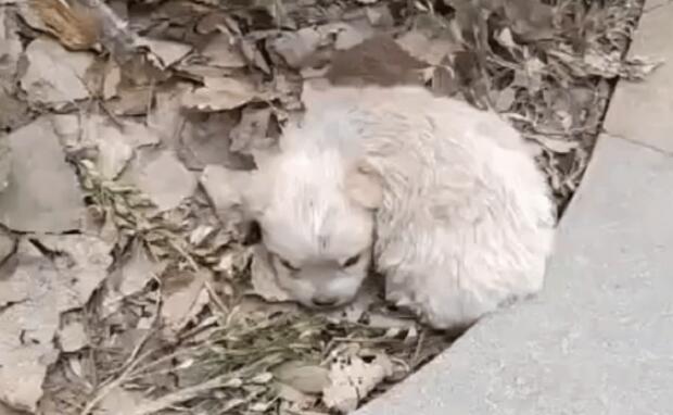漂亮小奶狗躺路边，再见时狗狗已经在垃圾堆