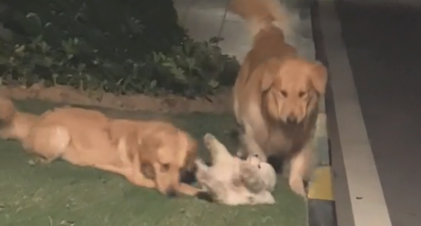 我有只金毛吃的什么