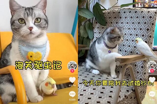 宠物盲盒被骂了,宠物们还被逼着“作戏”! 宠物盲盒被骂了,宠物们还被逼着“作戏”!