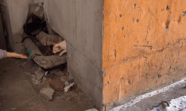 怀孕流浪猫无故被人虐待，即使这样猫咪依然亲人