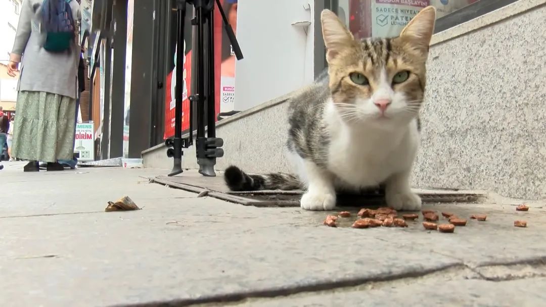 自食其力的流浪猫，活得比宠物猫还滋润