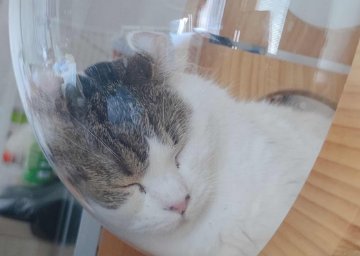 感染者说丨入院后七只猫成为了最大的牵挂 感染者说丨入院后七只猫成为了最大的牵挂