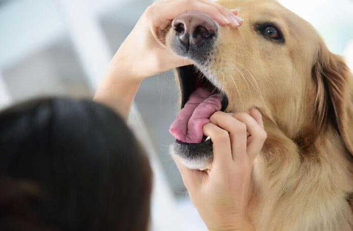 狗狗常见的7种疾病，早知道早预防