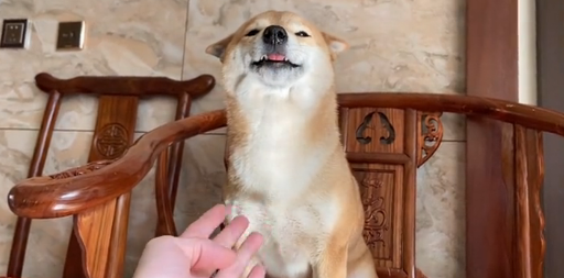 逸人柴犬庄有多少狗