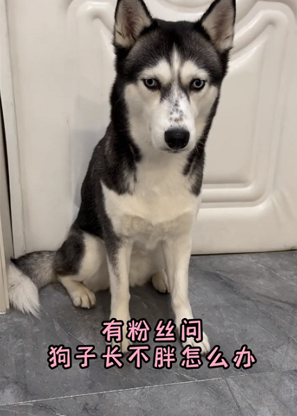 哈士奇菠萝多大了