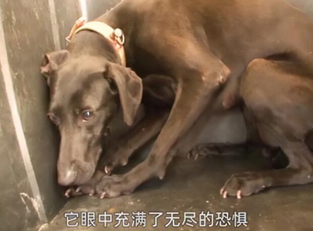 餐馆的后院拴了条黑狗，奶奶从狗贩子手中买下：来，跟我回家