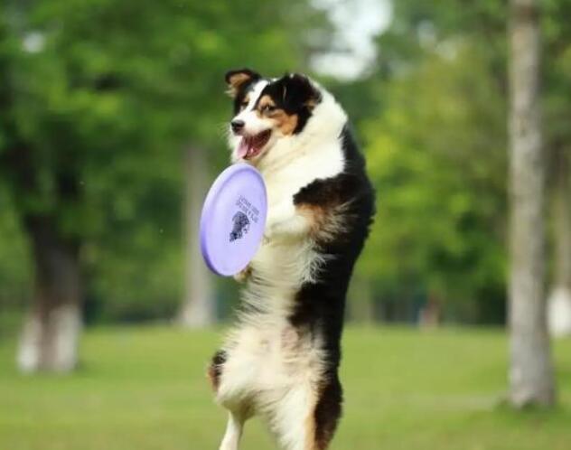 奇努克犬智商排行,奇努克犬和土狗的区别,奇努克犬的特征