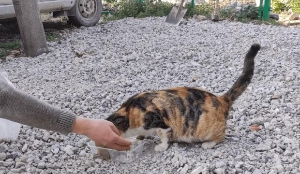 为了肚子里的小猫,流浪三花猫化身吃货 为了肚子里的小猫,流浪三花猫化身吃货