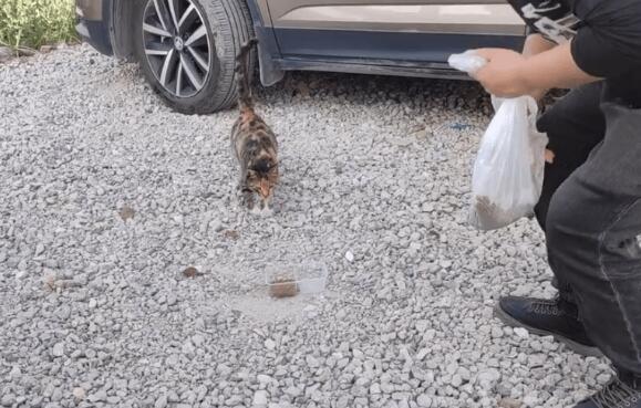 为了肚子里的小猫,流浪三花猫化身吃货 为了肚子里的小猫,流浪三花猫化身吃货
