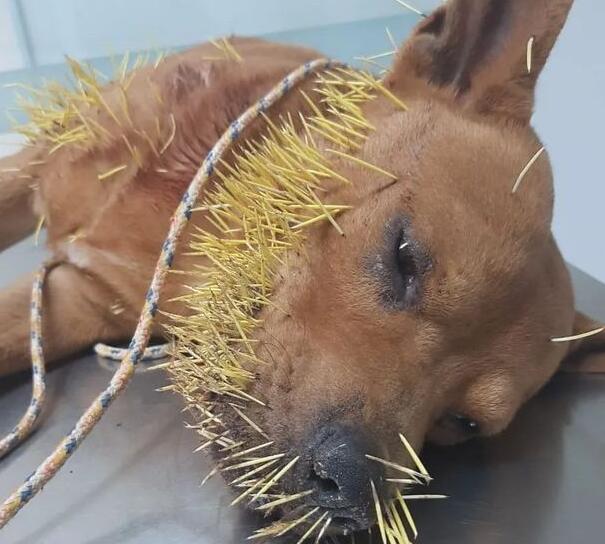 清晨狗狗跑回家后,主人心疼又无奈 清晨狗狗跑回家后,主人心疼又无奈