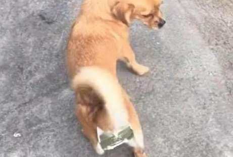 不想狗狗怀孕生子，男子为狗子套上神器