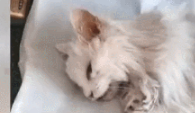 老人去世后猫咪不吃不喝,2天后随主人而去:我们永远在一起 老人去世后猫咪不吃不喝,2天后随主人而去:我们永远在一起
