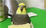小黄鸡和小牛视频