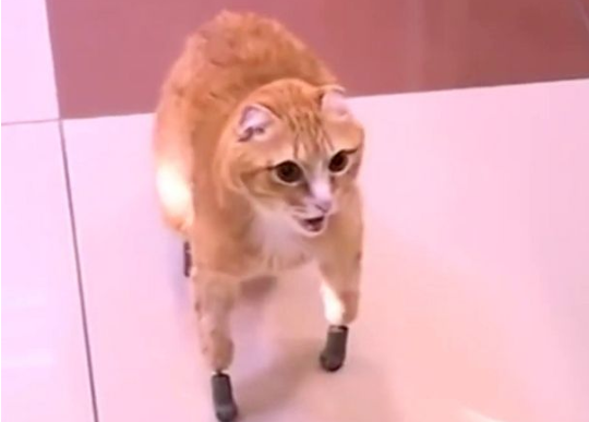 经过这项技术，四肢残疾的猫咪终于可以行动自如了。