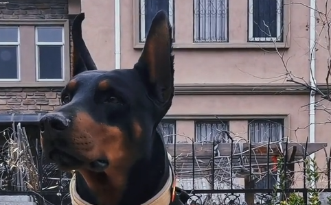 杜宾犬黑虎多大了