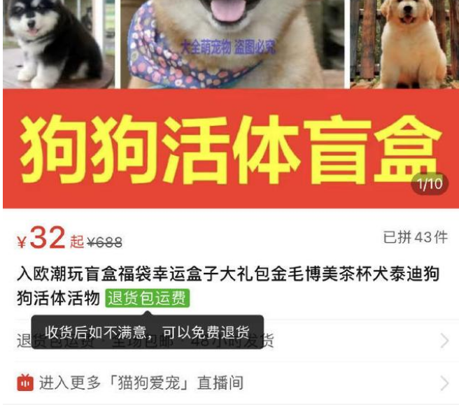 疯了！国内“宠物盲盒”狂卖，大批幼猫幼犬被塞箱活活憋死…