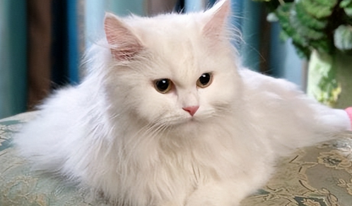这5种猫堪称“人间富贵花”,寿命长还好养 这5种猫堪称“人间富贵花”,寿命长还好养