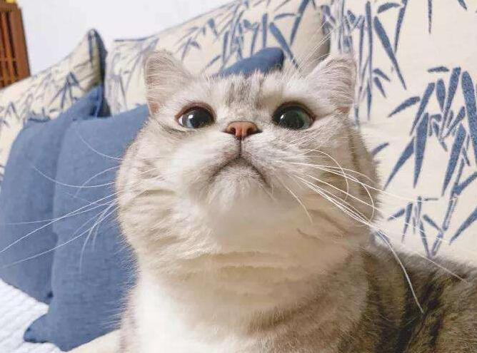 世界上“最肥猫咪”的主人被斥责虐待动物