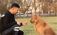 金毛粑粑多大了