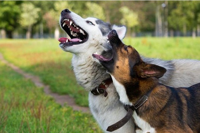 比利時坦比連犬多少錢,比利時坦比連犬犬舍,比利時坦比連犬圖片