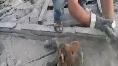 男子发现四只流浪狗，趴在地上晒太阳，但走近一看，直接泪奔！