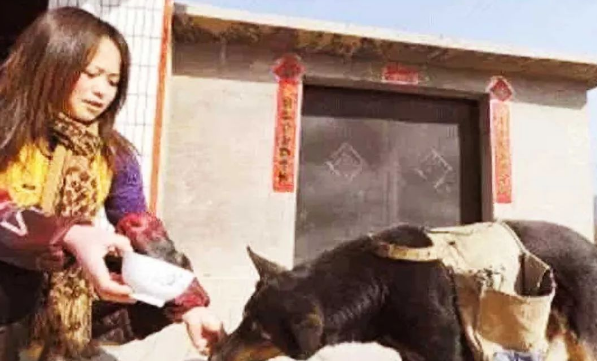 这事狗狗坚持了8年,背后原因感人泪下! 这事狗狗坚持了8年,背后原因感人泪下!