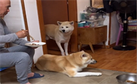 秋田爱犬（大丑&小丑）是抖音上一位小有名气的宠物博主。她养了两只秋田犬，她父亲对两只狗也是精心喂养，狗狗平时吃的都是姥爷喂的食物，有精心搭配的营养狗粮也有人类的食物。 秋田犬原产于日本，是一种具有国家历史意义的犬种，属于日本的国犬，体型比较大，性情机警谨慎，活动力灵活，忠诚憨厚又聪明，也是现在宠物狗中比较受欢迎的一个犬种。想要让秋田犬生长速度快，体质好，喂养它需要主人搭配营养的食物，按照着人类正常饮食时间每天喂食两三次就可以了。