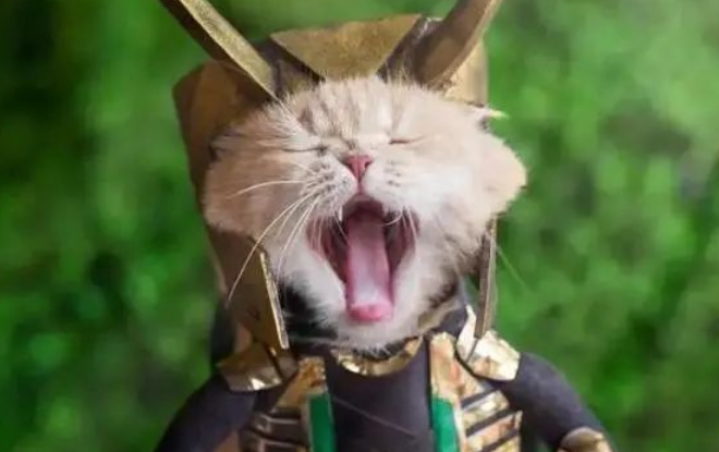 猫咪被主人带去菜市场卖菜，这扮相我给满分！猫咪：朕的江山！