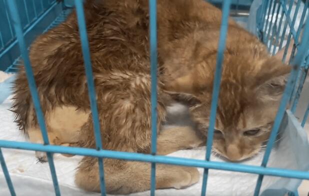 尾巴已经萎缩发黑的流浪猫，手术后不停发抖