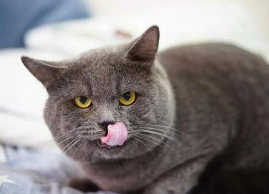 这届猫狗一年吞掉1300亿