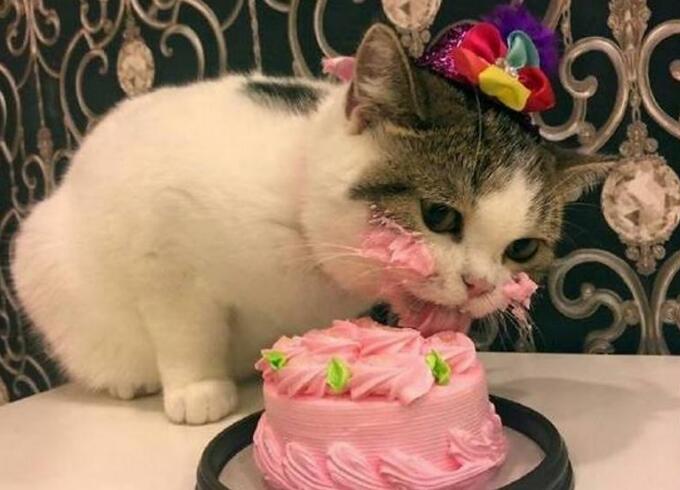 关于猫的25条冷知识,养猫多年的你都不一定全知道 关于猫的25条冷知识,养猫多年的你都不一定全知道