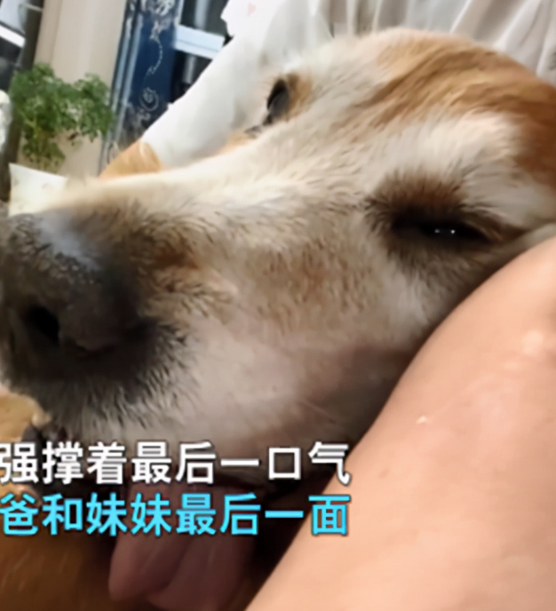 狗临终前，为了见主人最后一面痛苦强撑，汪：终于等到你了