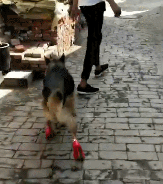 主人给狗狗穿上高跟鞋，走的还很稳当，狗狗：当狗真不容易啊