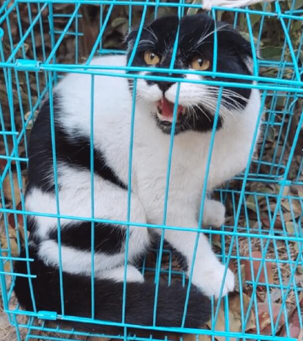 折耳猫不停呼唤主人，可它却始终等不到主人