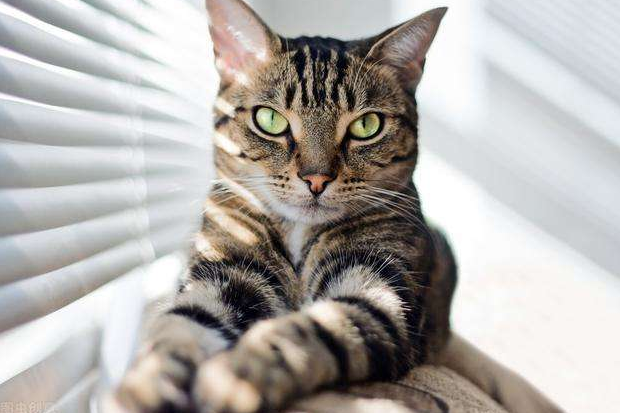 一直喜欢猫狗的我