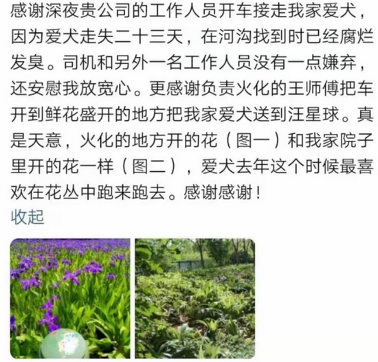 宠物殡葬师夹缝中求生存：这仿佛是见不得光的事情
