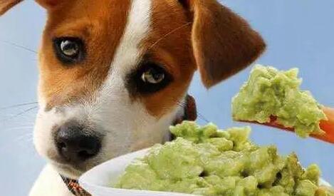 柴犬惶恐不安的出门时,发觉并不是去扎针,就越来越明目张胆了