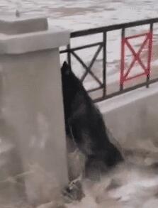 狗狗见到猫咪然后就用“黑帮式打招呼”，网友笑喷：这是有交易？