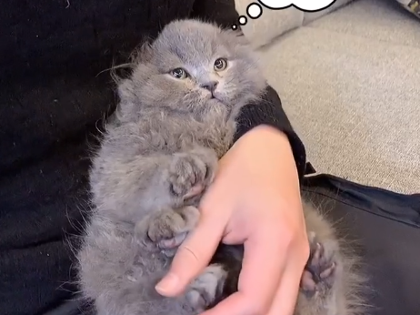 miumiu是只猪长什么样