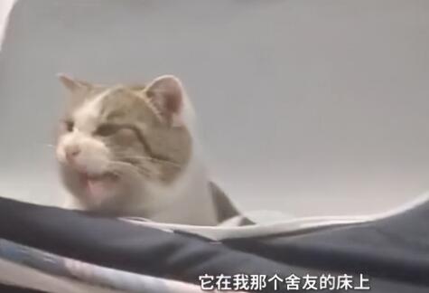 学生推开宿舍门愣在了，瞟了一眼舍友的床后：哪里来的小猫？